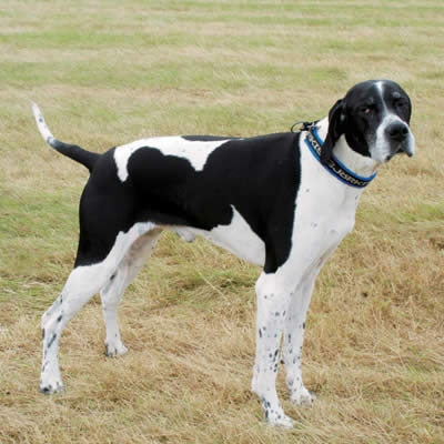 �����Ƒ��Ɍ}����O��