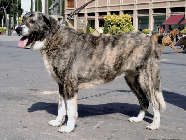 �����Ƒ��Ɍ}����O��