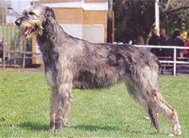 犬を家族に迎える前に