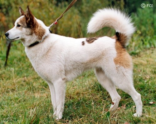 �����Ƒ��Ɍ}����O��