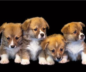 犬を家族に迎える前に