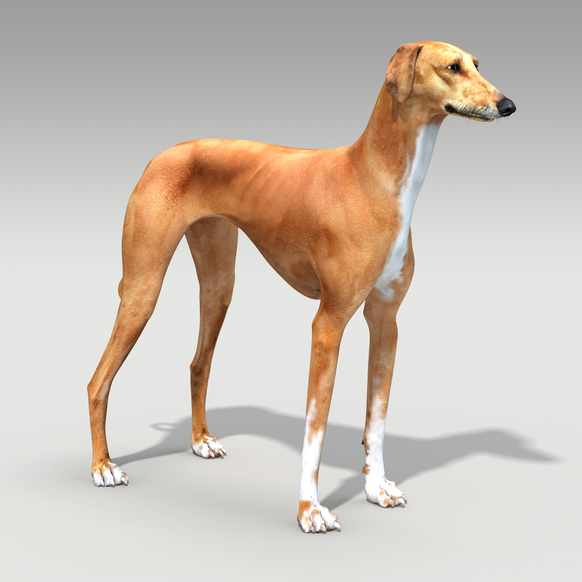 �����Ƒ��Ɍ}����O��